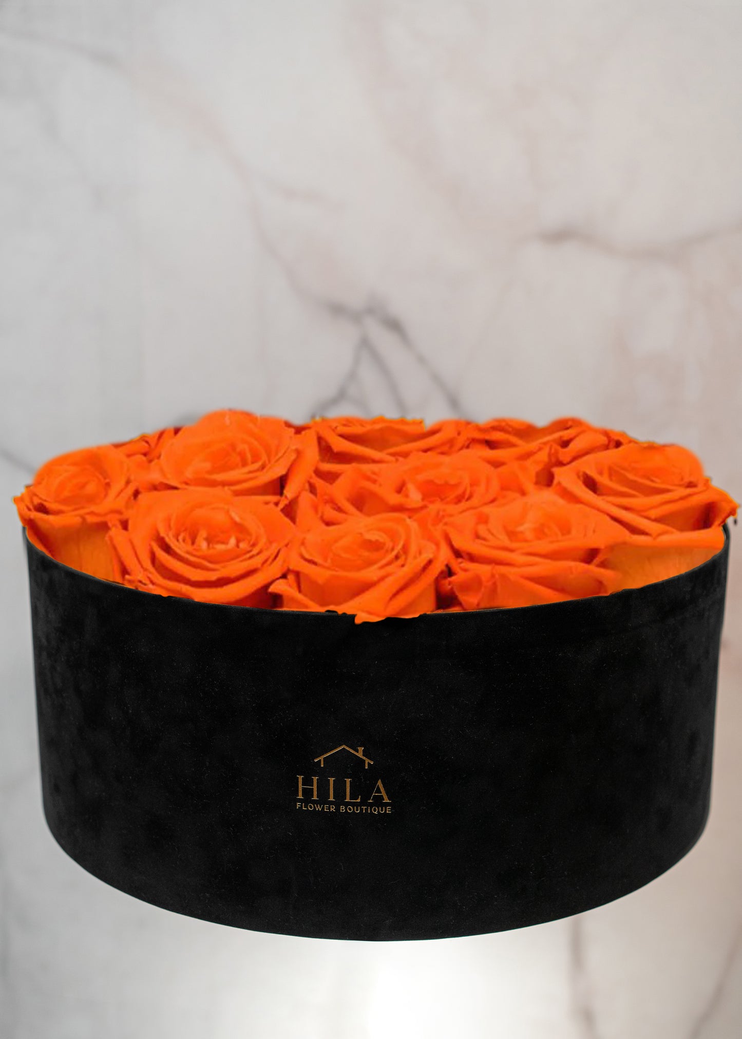 Regal Elegance - 120