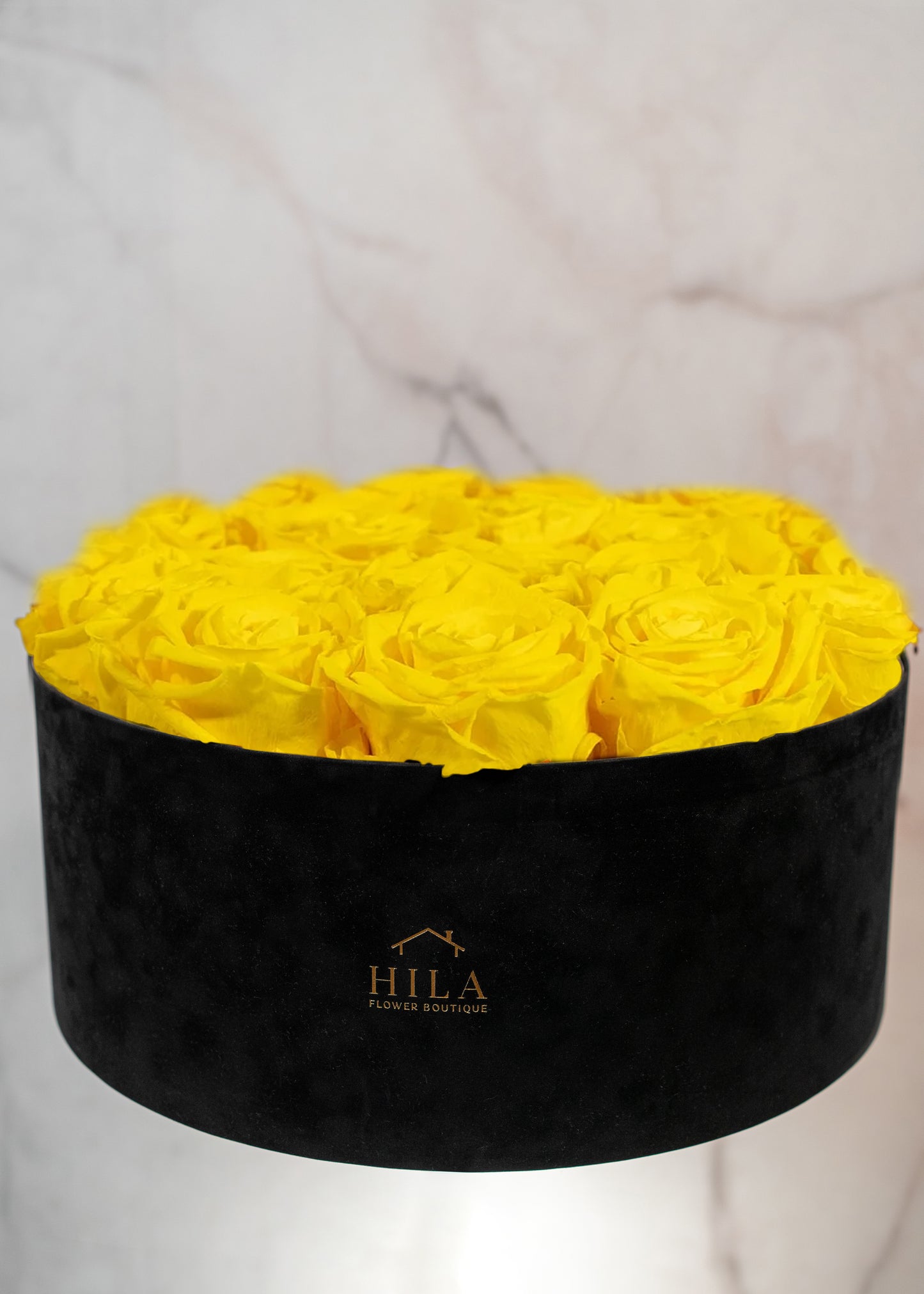 Regal Elegance - 120