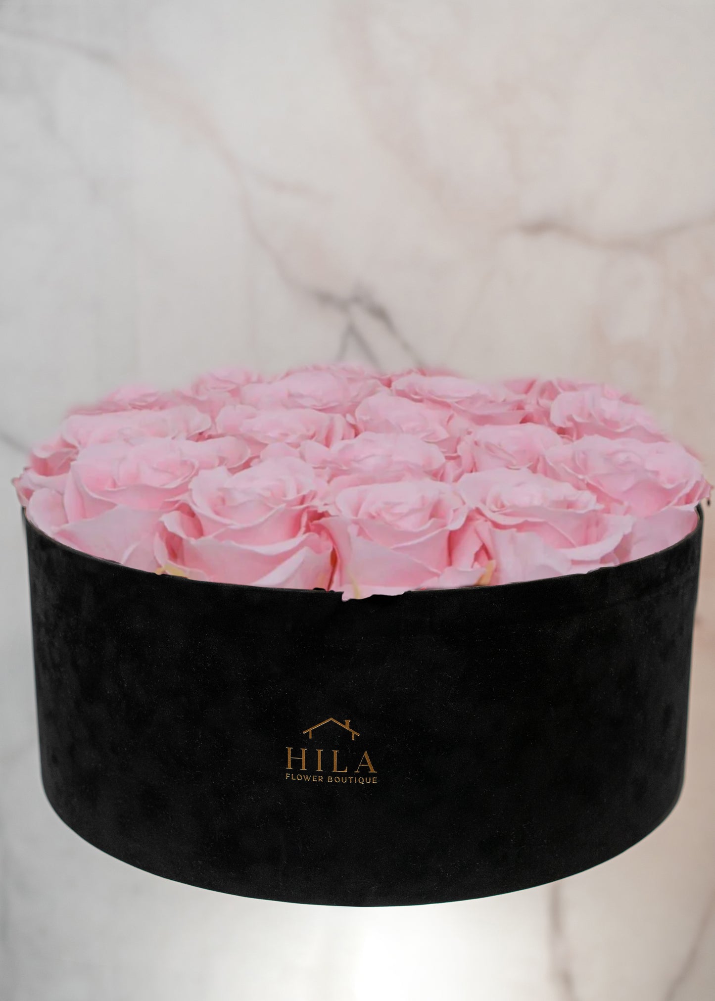 Regal Elegance - 120