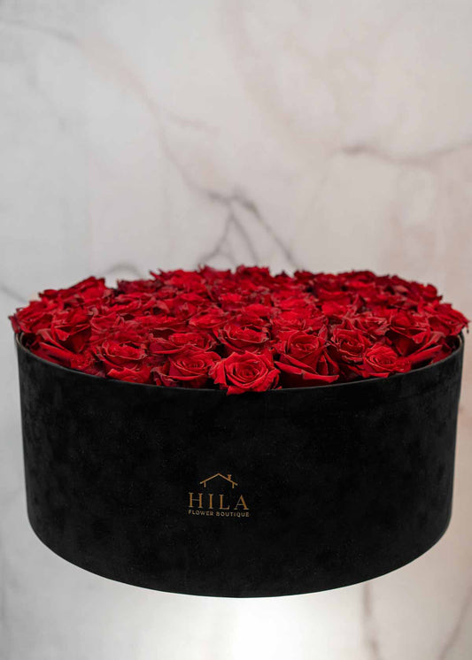 Regal Elegance - 120